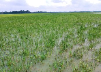 আগাম তরমুজের আশায় ১,০২০ হেক্টর জমি অনাবাদী