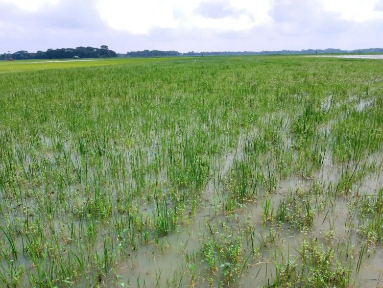আগাম তরমুজের আশায় ১,০২০ হেক্টর জমি অনাবাদী