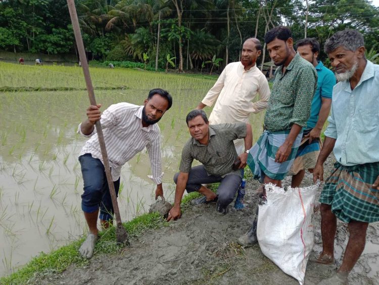 গলাচিপায় জলবায়ু ঝুঁকি মোকাবিলায় তিন শতাধিক তালবীজ রোপণ