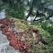 আমতলীতে গাছসহ সড়ক ধসে পড়েছে মাছের ঘেরে