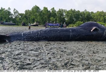 তালতলীর আন্দারমানিক নদীতে ভেসে এলো ৪০ ফুট লম্বা তিমি