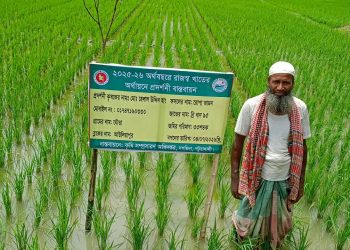দশমিনায় বিস্তীর্ণ মাঠজুড়ে আমন, ধানচাষে কৃষকের নতুন স্বপ্ন