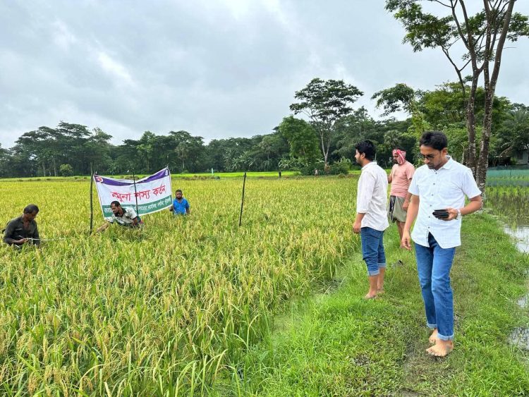 দশমিনায় বিস্তীর্ন মাঠে আউশ ধানের বাম্পার ফলন,কৃষকরা দারুন খুশি
