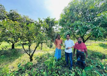 দশমিনায় সুলতানের কৃষি ফার্মে কাঁচা-পাকা মাল্টা শোভা পাচ্ছে