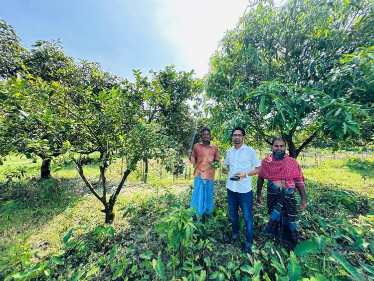 দশমিনায় সুলতানের কৃষি ফার্মে কাঁচা-পাকা মাল্টা শোভা পাচ্ছে