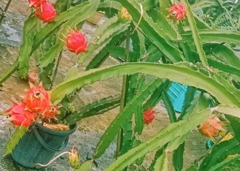 দশমিনায় ছাদ বাগানে ড্রাগন চাষ, মিলছে দারুণ ফলন