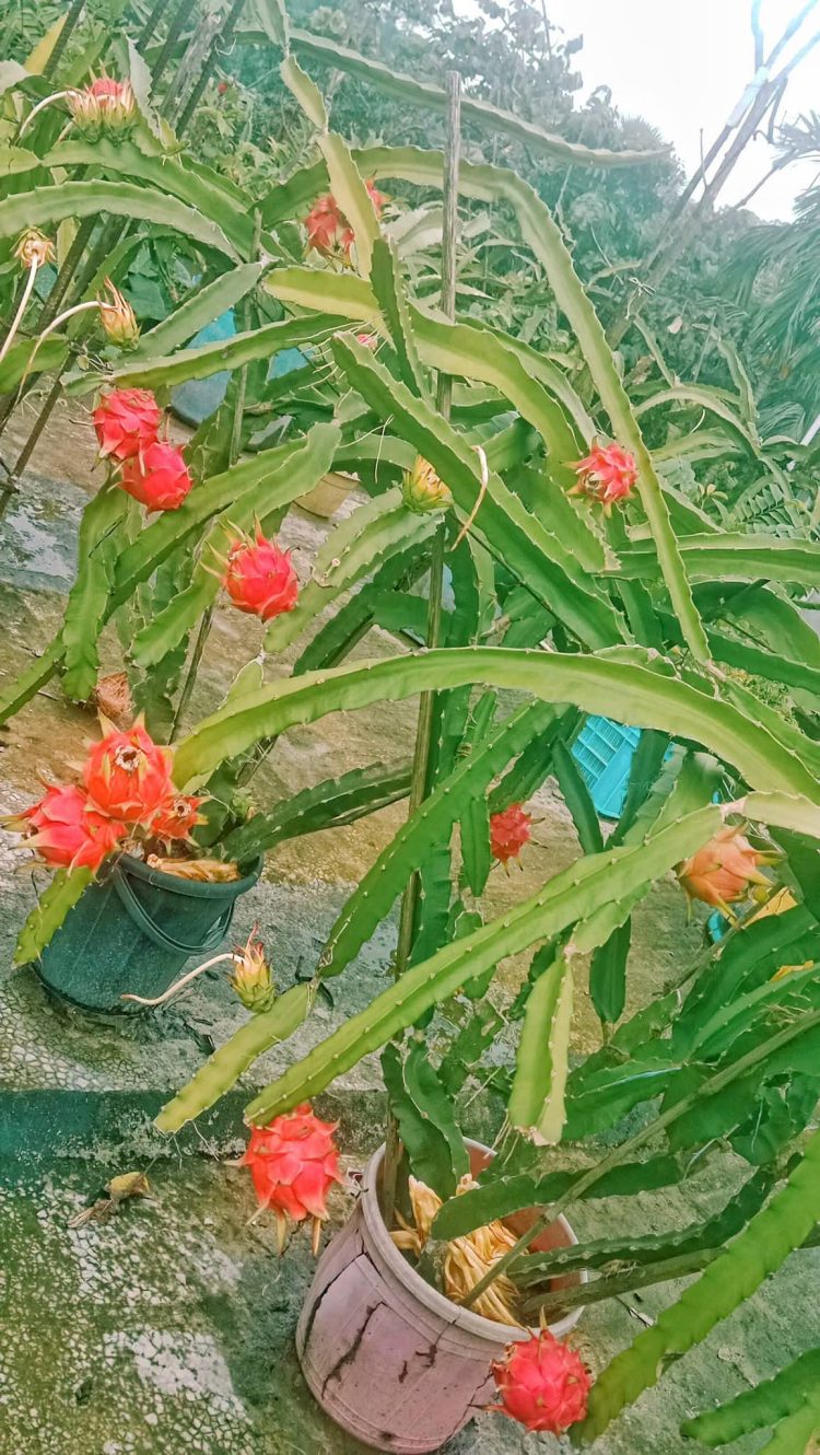 দশমিনায় ছাদ বাগানে ড্রাগন চাষ, মিলছে দারুণ ফলন