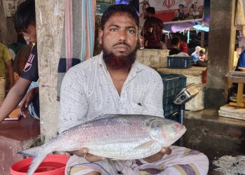 গলাচিপার আগুনমুখায় মিলল আড়াই কেজির রাজা ইলিশ, ১২ হাজারে বিক্রি