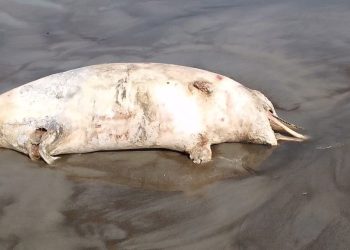 কলাপাড়ায় গঙ্গামতি সৈকতে ভেসে এলো মৃত ডলফিন