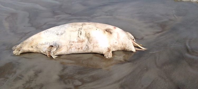 কলাপাড়ায় গঙ্গামতি সৈকতে ভেসে এলো মৃত ডলফিন
