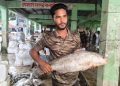 সাগরে ধরা ৮ কেজির কালো দাতিনা ৪০ হাজার টাকায় বিক্রি