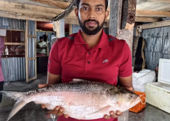 কুয়াকাটায় ২ কেজির বেশি ওজনের ইলিশ বিক্রি সাড়ে ৭ হাজার টাকায়