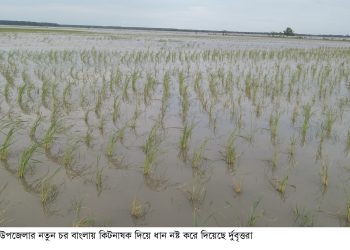 গলাচিপায় সাড়ে ৭একর রোপা আমনে বিষাক্ত কিটনাষক দিয়েছে দুর্বৃত্তরা