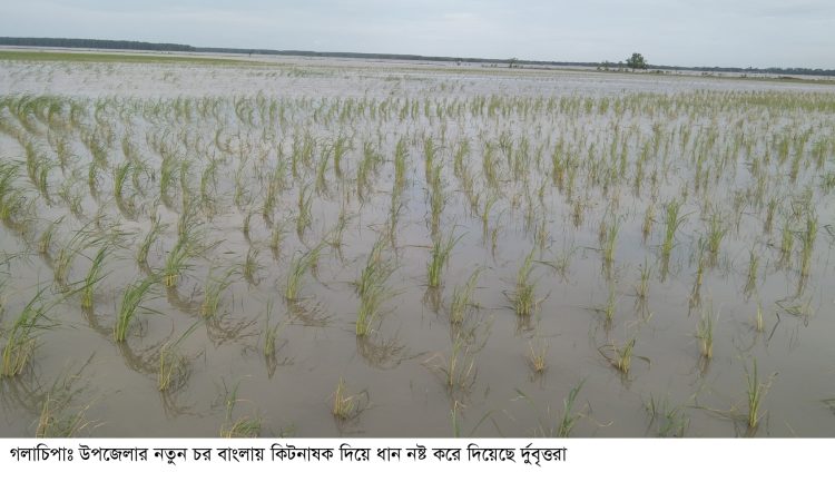 গলাচিপায় সাড়ে ৭একর রোপা আমনে বিষাক্ত কিটনাষক দিয়েছে দুর্বৃত্তরা