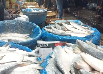আগামী ৮ থেকে ২৯ অক্টোবর ইলিশ আহরণ নিষিদ্ধ