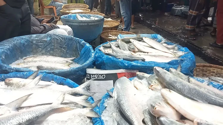 আগামী ৮ থেকে ২৯ অক্টোবর ইলিশ আহরণ নিষিদ্ধ