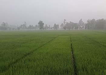 শরতের সকালেই কুয়াশার চাদর, পঞ্চগড়ে শীতের আগমনী বার্তা