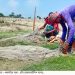 ইলিশের পুরো মৌসুমজুড়ে লোকসানের ধকল নিয়েই ২২ দিনের নিষেধাজ্ঞায় কলাপাড়ার উপকূলের হাজার হাজার জেলে পরিবার