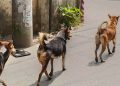 কাউখালীতে বেওয়ারিশ কুকুরের তাণ্ডব: শিশুসহ আহত ১৫