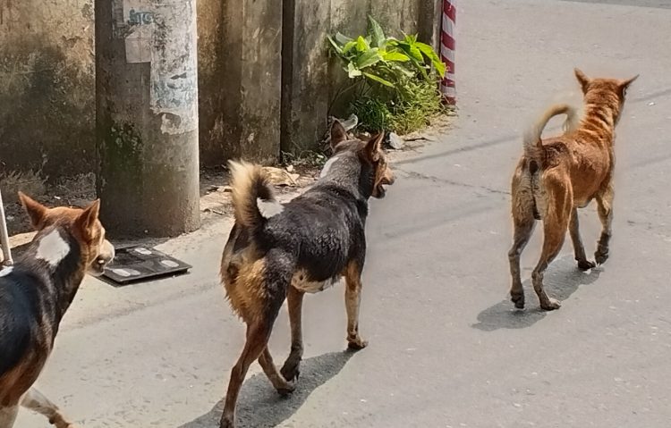 কাউখালীতে বেওয়ারিশ কুকুরের তাণ্ডব: শিশুসহ আহত ১৫