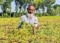 বালাইনাশক স্প্রের পর নষ্ট করলাখেত: ক্ষতিপূরণ চান দিশেহারা কৃষক