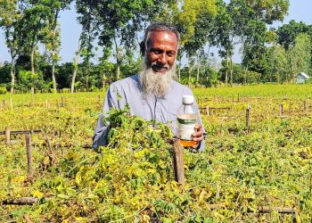 বালাইনাশক স্প্রের পর নষ্ট করলাখেত: ক্ষতিপূরণ চান দিশেহারা কৃষক