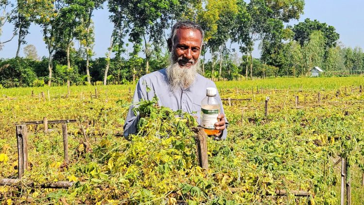 বালাইনাশক স্প্রের পর নষ্ট করলাখেত: ক্ষতিপূরণ চান দিশেহারা কৃষক