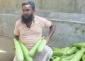 আটোয়ারীতে লাউ চাষে ধস: লোকসানের বোঝা মাথায় বাগান কাটছেন কৃষক