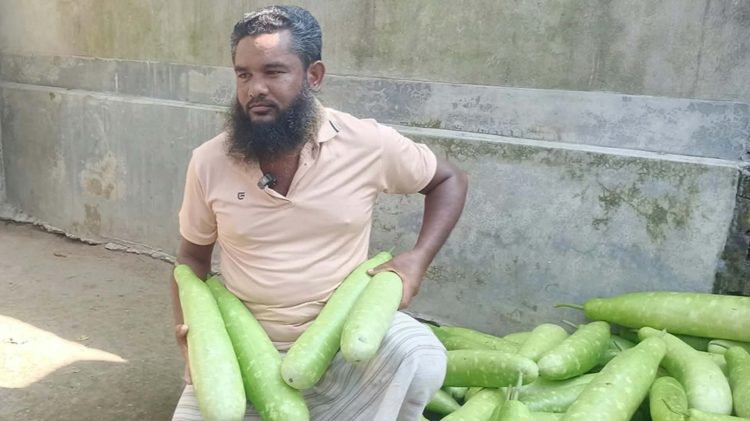 আটোয়ারীতে লাউ চাষে ধস: লোকসানের বোঝা মাথায় বাগান কাটছেন কৃষক