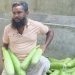 আটোয়ারীতে লাউ চাষে ধস: লোকসানের বোঝা মাথায় বাগান কাটছেন কৃষক