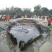 সমুদ্র সৈকত কুয়াকাটায় সন্ধান পাওয়া দুইশ বছরের পুরনো নৌকাটি ইতিহাসের সাক্ষী হয়ে আছে