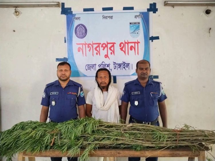 টাঙ্গাইলের নাগরপুরে পাঁচটি গাঁজা গাছসহ ব্যবসায়ী আটক