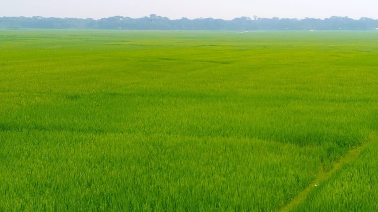 কলাপাড়ায় আমনের বাম্পার ফলনের আশা: খরা নিয়ে শঙ্কা