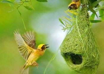 হরিপুরে বিলুপ্তির পথে বাবুই পাখির বাসা