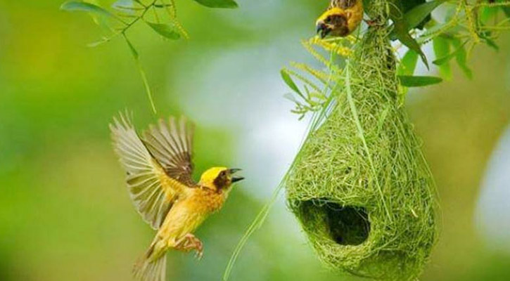 হরিপুরে বিলুপ্তির পথে বাবুই পাখির বাসা