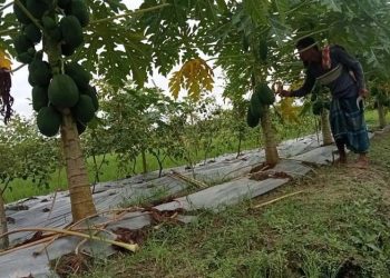 পেঁপে চাষে ভাগ্যবদল কৃষক ইউসুফের, ৩৬ শতাংশ জমিতে ৩ লাখ টাকার স্বপ্ন