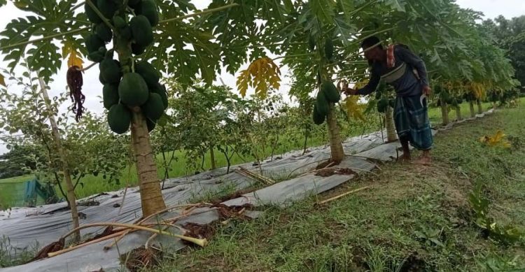 পেঁপে চাষে ভাগ্যবদল কৃষক ইউসুফের, ৩৬ শতাংশ জমিতে ৩ লাখ টাকার স্বপ্ন