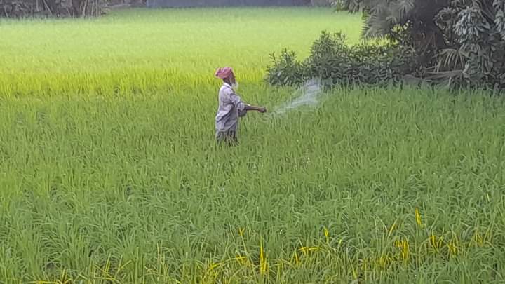 দশমিনায় ধানক্ষেতে পোকার আক্রমণ ঠেকাতে কীটনাশক প্রয়োগ