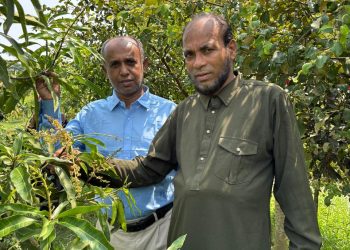 দশমিনায় বারোমাসি আমগাছে মুকুল, পাগল করা সুগন্ধ ছড়াচ্ছে