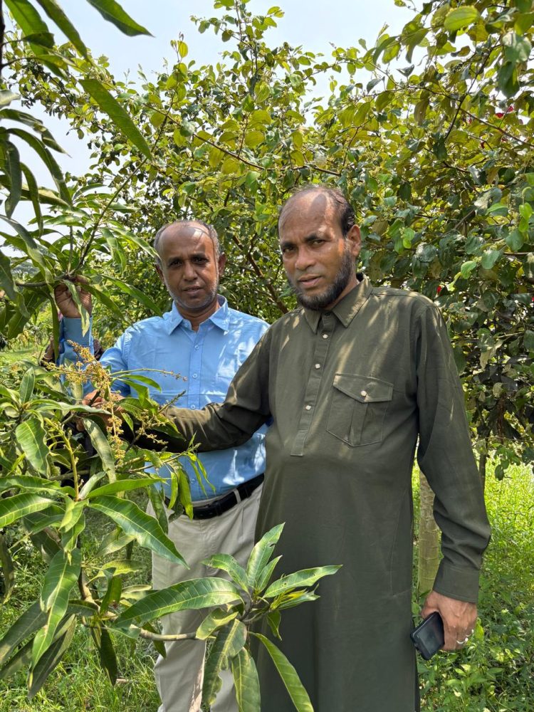দশমিনায় বারোমাসি আমগাছে মুকুল, পাগল করা সুগন্ধ ছড়াচ্ছে