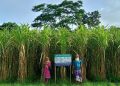 দশমিনায় বাণিজ্যিকভাবে ব্যাপক আখের চাষ