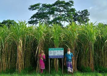 দশমিনায় বাণিজ্যিকভাবে ব্যাপক আখের চাষ