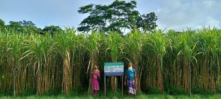 দশমিনায় বাণিজ্যিকভাবে ব্যাপক আখের চাষ