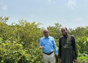 দশমিনায় কৃষি খামারে কুল চাষ, গাছে গাছে ফুলের সমারোহ