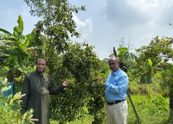 দশমিনায় চায়না কমলার বাণিজ্যিক চাষে আনিছের নতুন দিগন্ত, সম্ভাবনার আশা