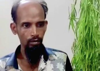 বাউফলে বসতঘরের পেছনে গাঁজা চাষ, ৩ গাছসহ আটক ১