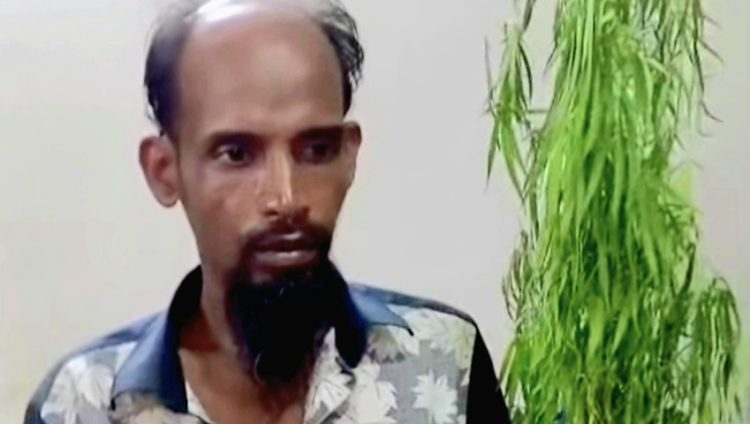 বাউফলে বসতঘরের পেছনে গাঁজা চাষ, ৩ গাছসহ আটক ১