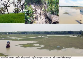 কলাপাড়ায় দখলদারদের থাবা, ধ্বংসের মুখে গঙ্গামতির ম্যানগ্রোভ বন